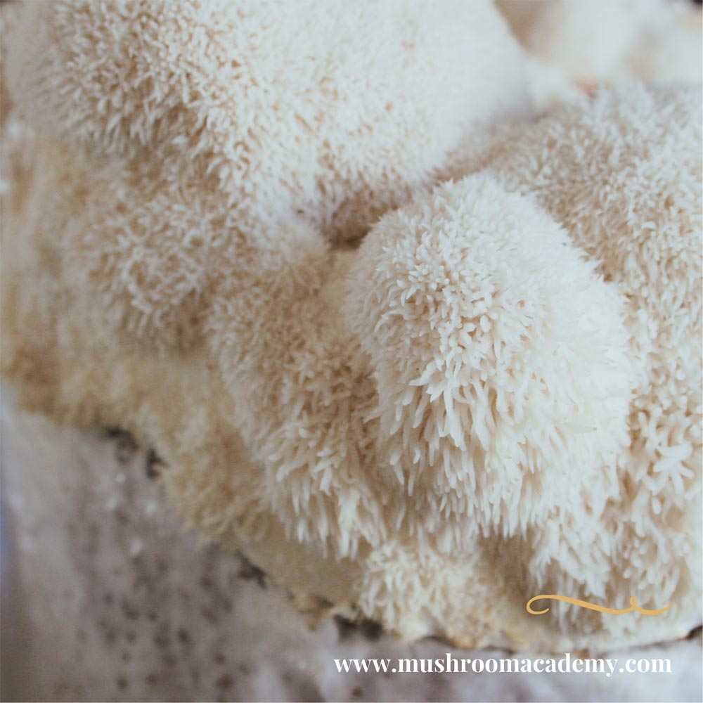 Hericium Mushroom